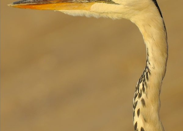 curva Birding Doñana, Jaime Blasco