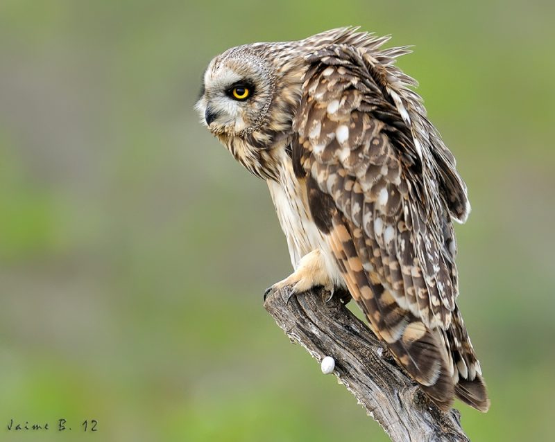 de hombros Birding Doñana, Jaime Blasco