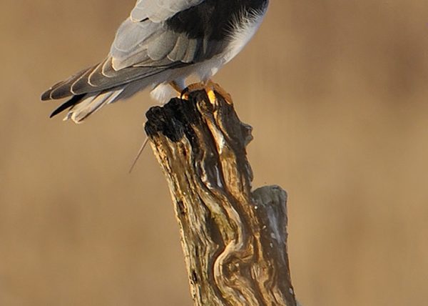 de reojo Birding Doñana, Jaime Blasco