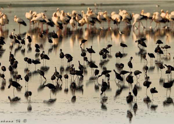 dehesa de abajo Birding Doñana, Jaime Blasco