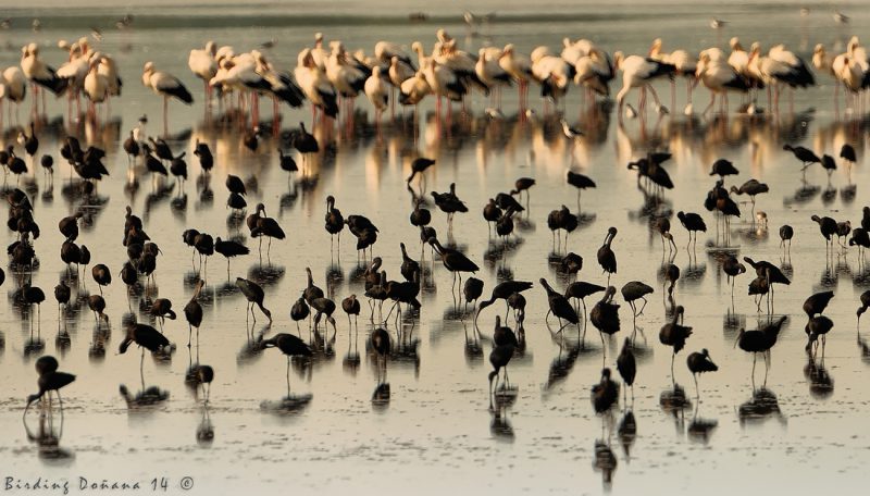 dehesa de abajo Birding Doñana, Jaime Blasco