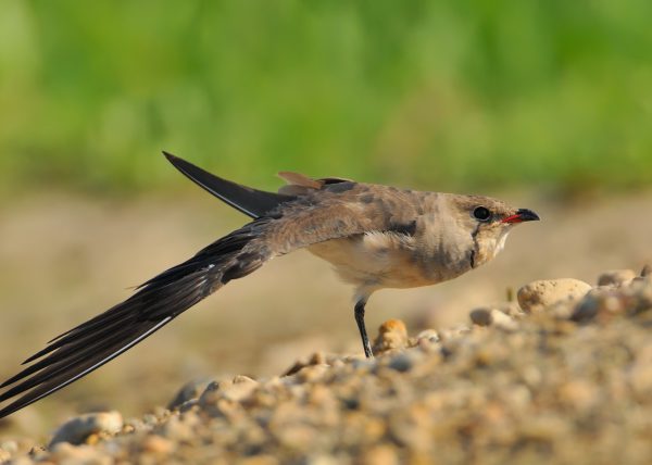 desperece I Birding Doñana, Jaime Blasco