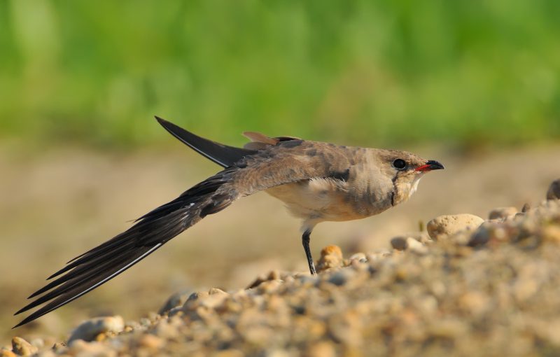 desperece I Birding Doñana, Jaime Blasco