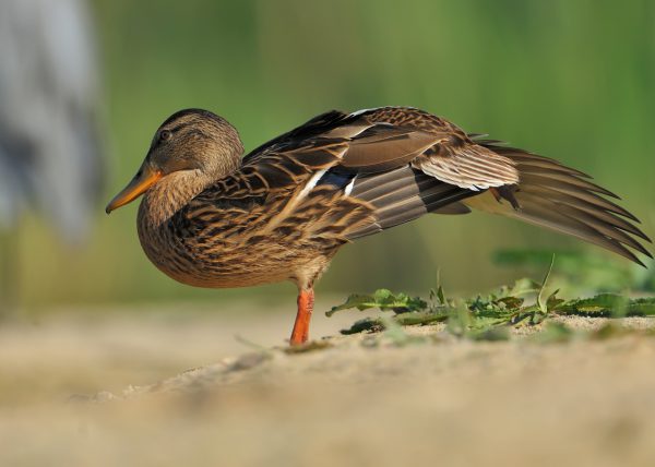 desperece II Birding Doñana, Jaime Blasco