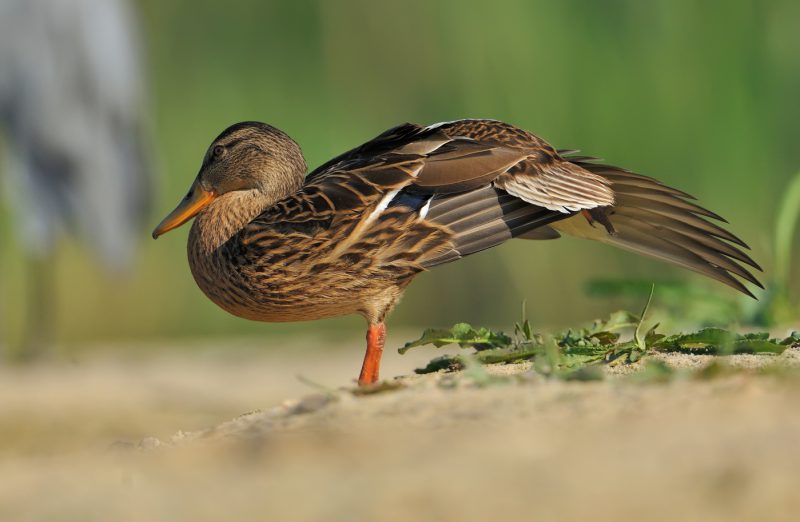 desperece II Birding Doñana, Jaime Blasco