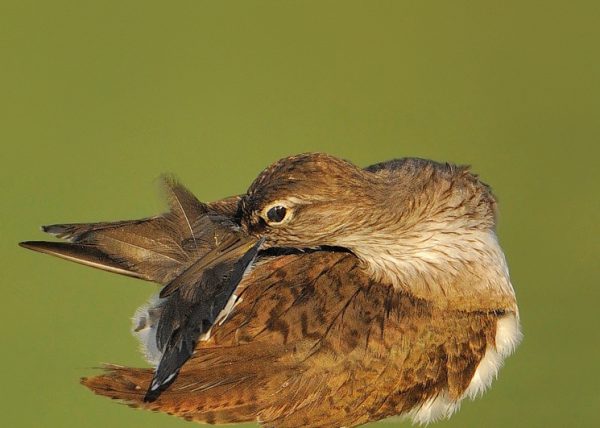 desperece III Birding Doñana, Jaime Blasco