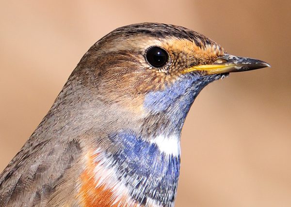 detalle de raw Birding Doñana, Jaime Blasco