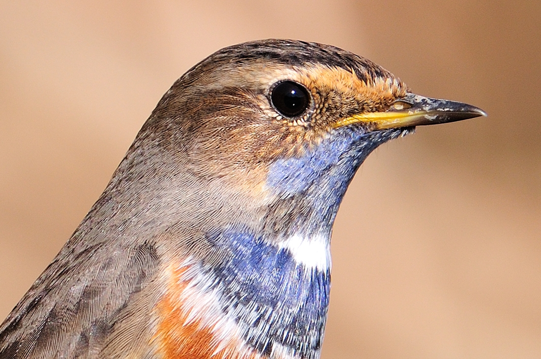 detalle de raw Birding Doñana, Jaime Blasco