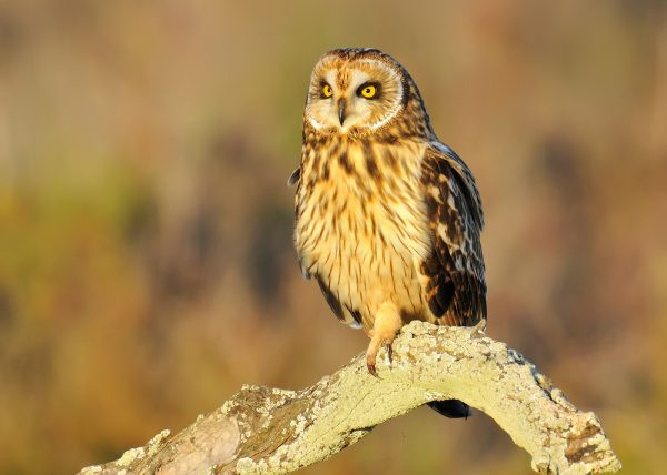 detalle de caza Birding Doñana, Jaime Blasco