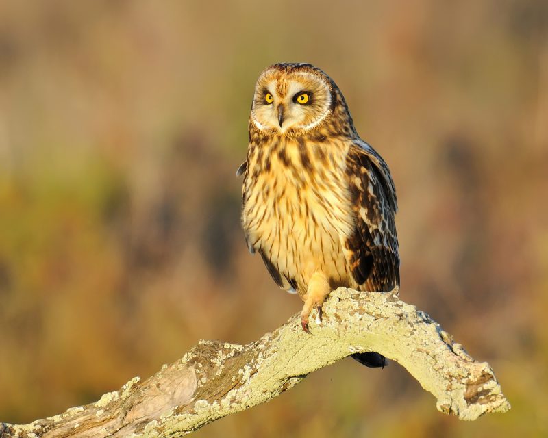 detalle de caza Birding Doñana, Jaime Blasco