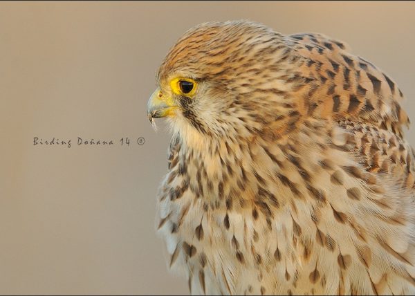 detalle y pluma Birding Doñana, Jaime Blasco