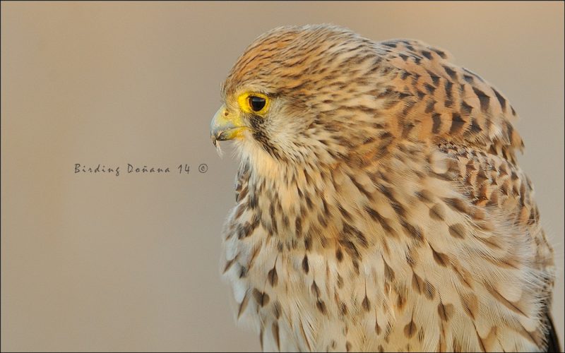 detalle y pluma Birding Doñana, Jaime Blasco