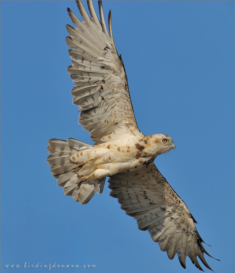 diagonal Birding Doñana, Jaime Blasco