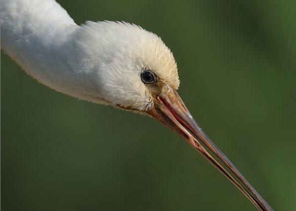 diagonal Birding Doñana, Jaime Blasco