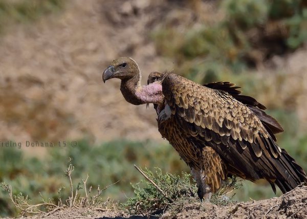 diatinto Birding Doñana, Jaime Blasco