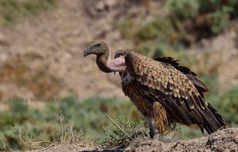 diatinto Birding Doñana, Jaime Blasco