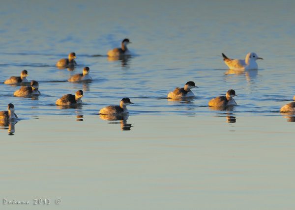 doce mas uno Birding Doñana, Jaime Blasco