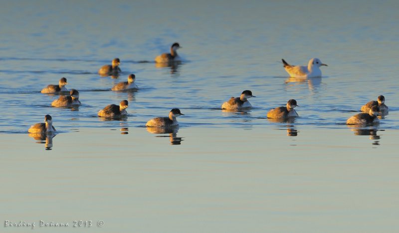 doce mas uno Birding Doñana, Jaime Blasco