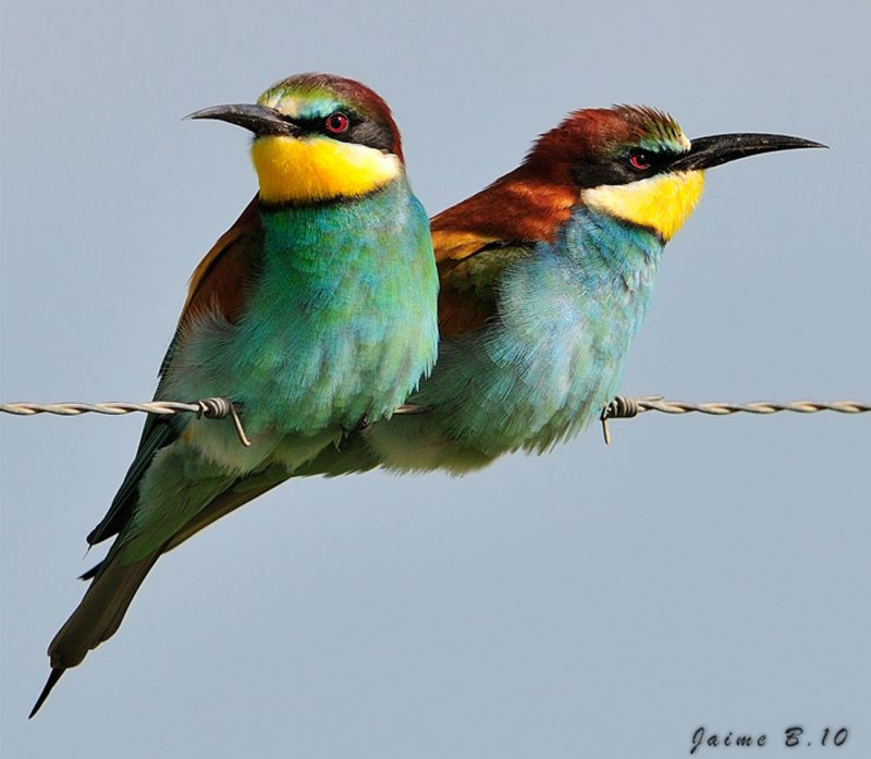 dos Birding Doñana, Jaime Blasco