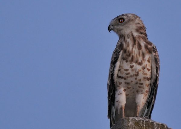 echizada por la luna Birding Doñana, Jaime Blasco