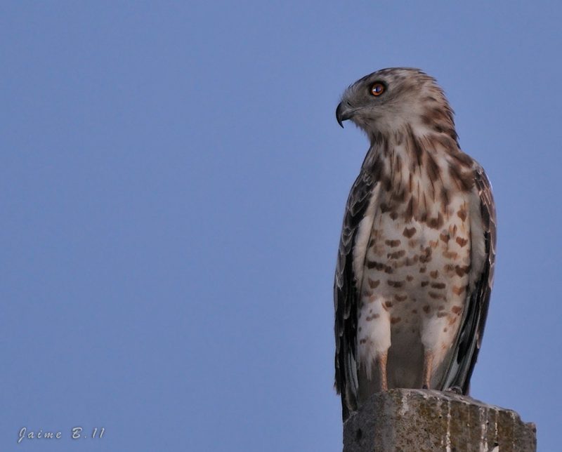 echizada por la luna Birding Doñana, Jaime Blasco