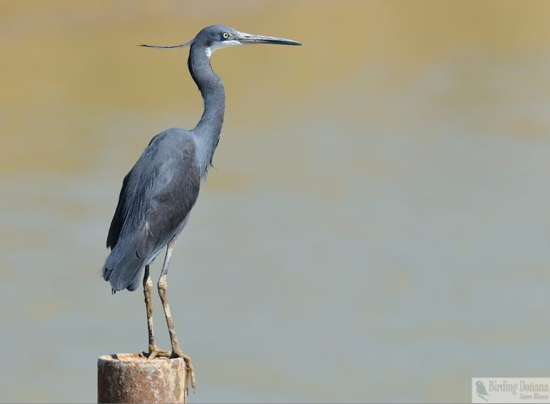 egretta gularis Birding Doñana, Jaime Blasco