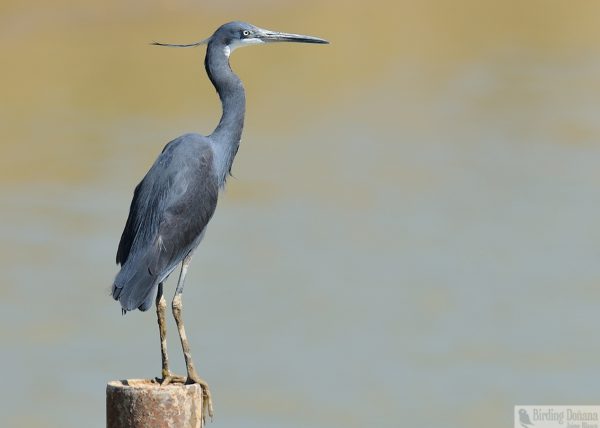 Egreta gularis Birding Doñana, Jaime Blasco