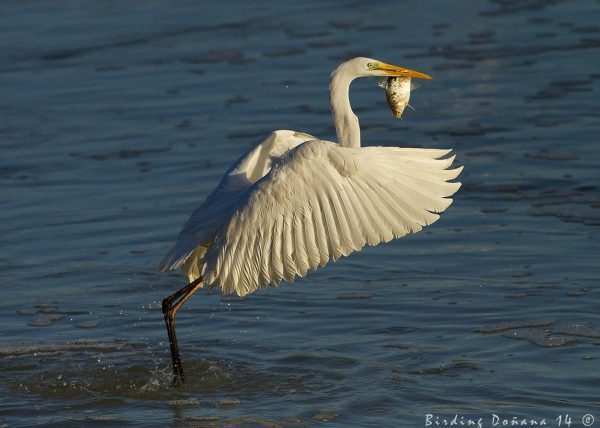 egretta alba Birding Doñana, Jaime Blasco