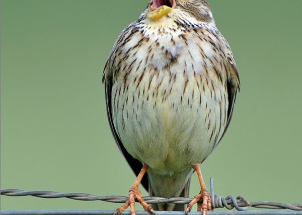 El canto de las aves Birding Doñana, Jaime Blasco