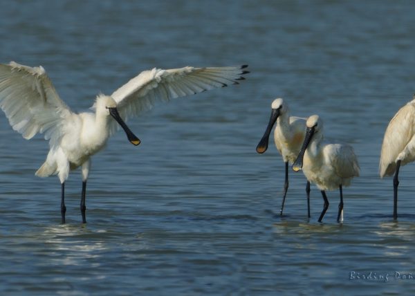 el fantasma y sus espectadores Birding Doñana, Jaime Blasco