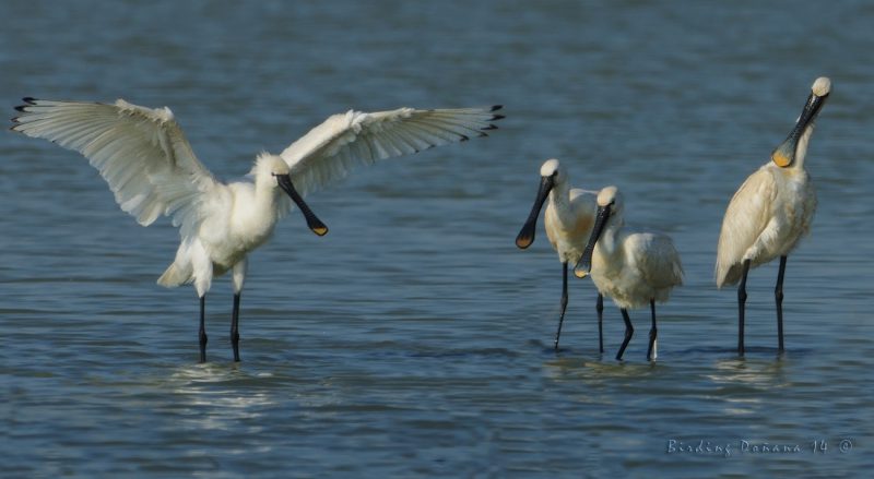 el fantasma y sus espectadores Birding Doñana, Jaime Blasco