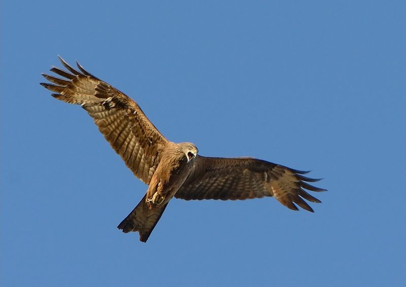 grito de milano Birding Doñana, Jaime Blasco