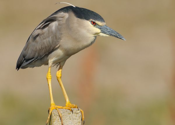 el monje Birding Doñana, Jaime Blasco