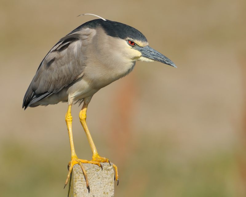 el monje Birding Doñana, Jaime Blasco