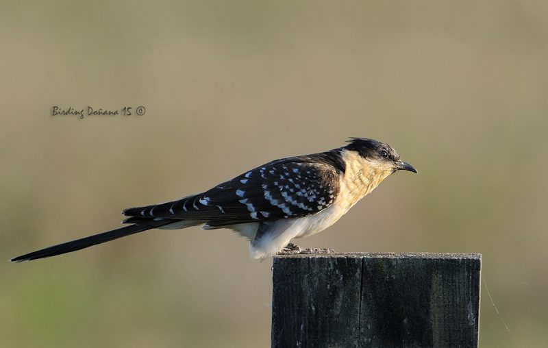 el oportunista Birding Doñana, Jaime Blasco