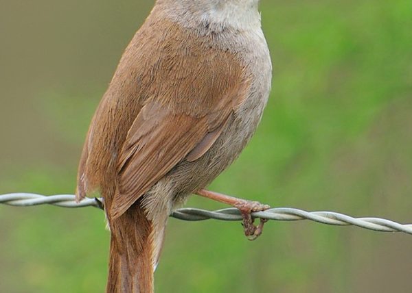 ruiseñor en cubierta Birding Doñana, Jaime Blasco