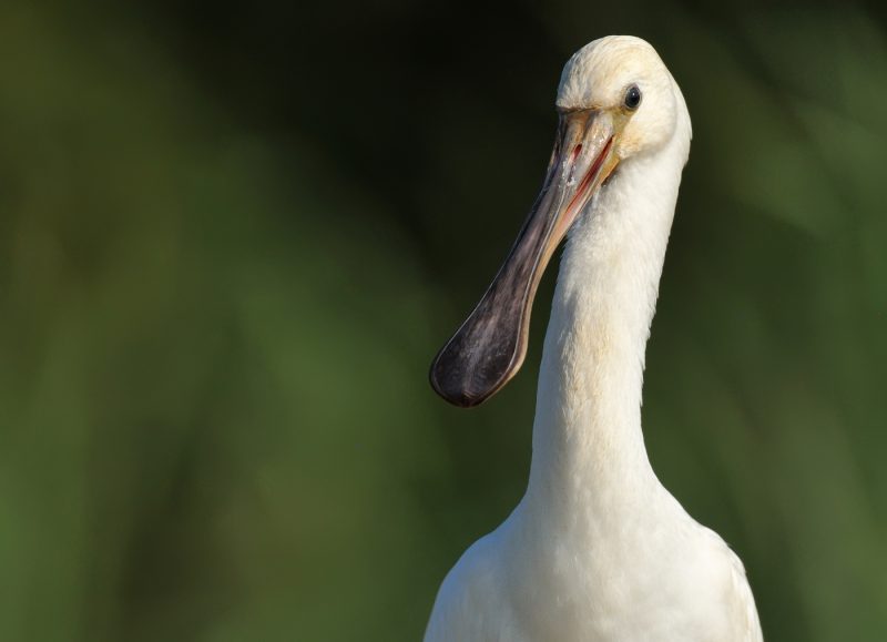 el señor de las narices grandes Birding Doñana, Jaime Blasco