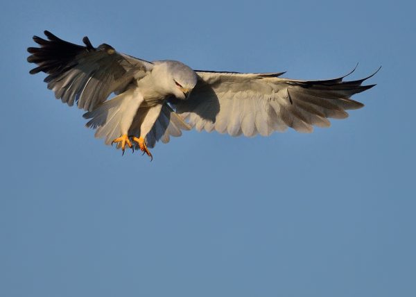 elanio Birding Doñana, Jaime Blasco