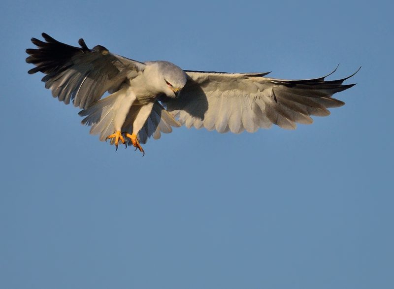 elanio Birding Doñana, Jaime Blasco