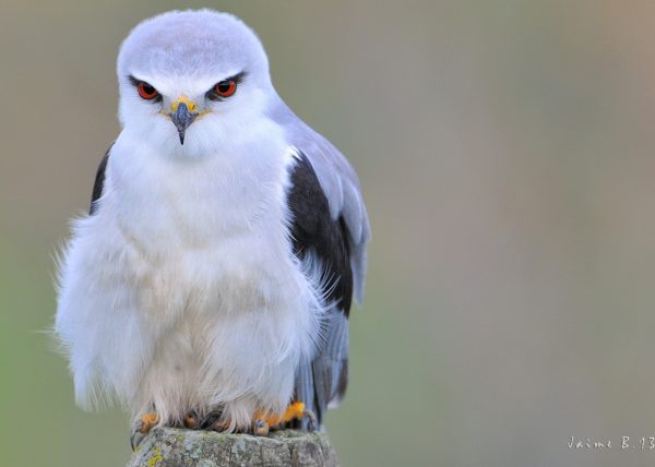 Elanio Birding Doñana, Jaime Blasco