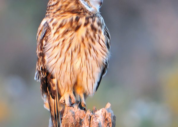 eligiendo luces Birding Doñana, Jaime Blasco