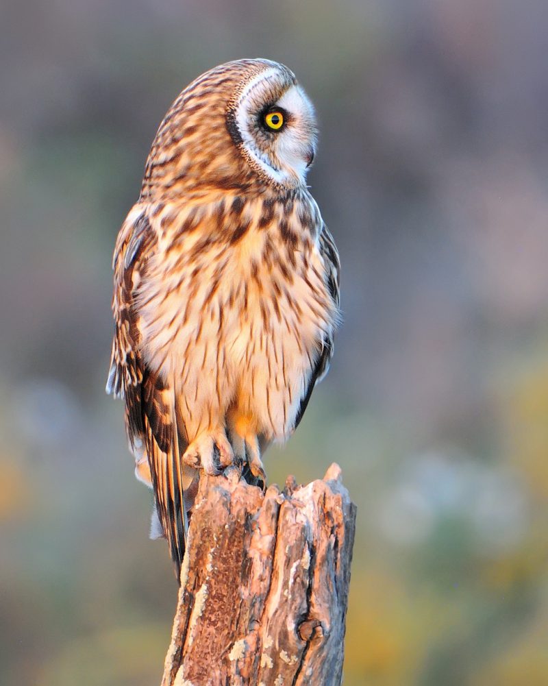 eligiendo luces Birding Doñana, Jaime Blasco