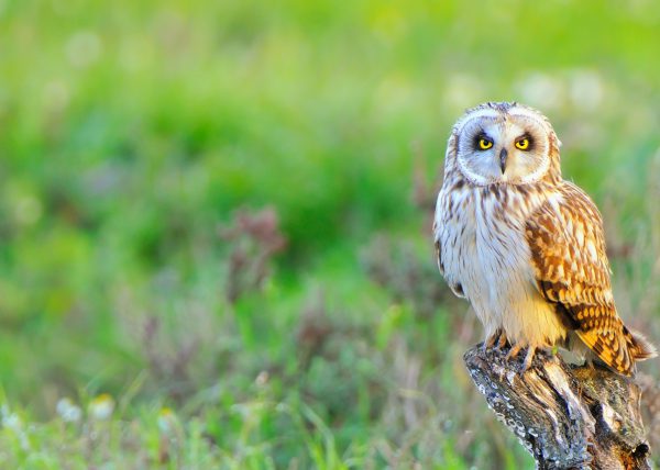 empieza la primavera Birding Doñana, Jaime Blasco