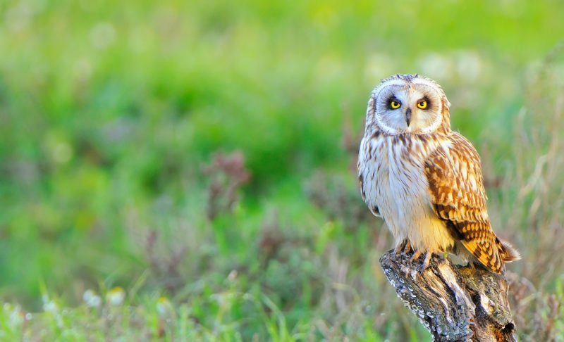 empieza la primavera Birding Doñana, Jaime Blasco