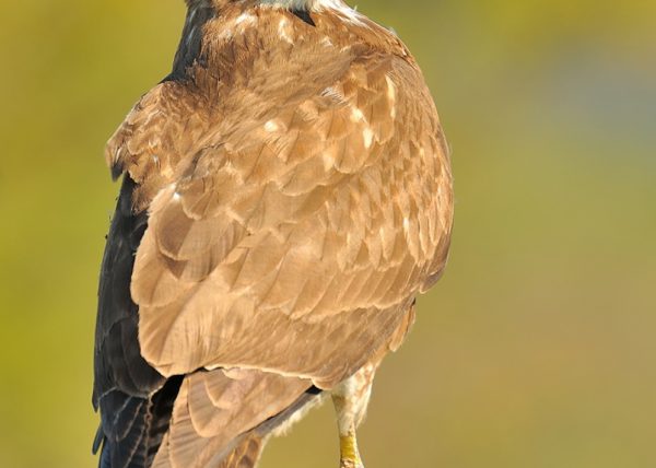 encapotado Birding Doñana, Jaime Blasco