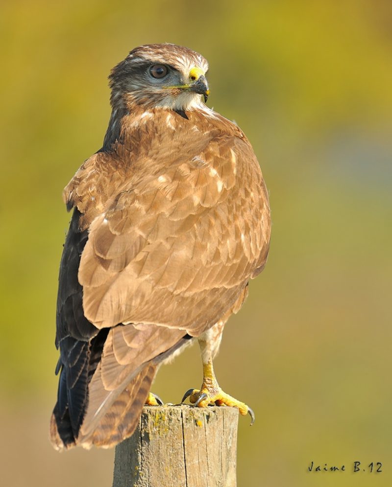 encapotado Birding Doñana, Jaime Blasco