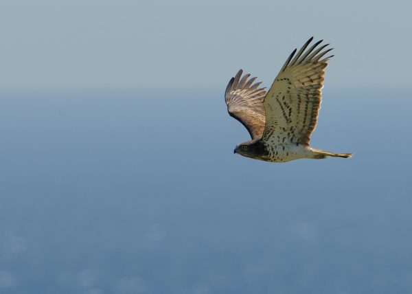 entrando en la peninsula Birding Doñana, Jaime Blasco