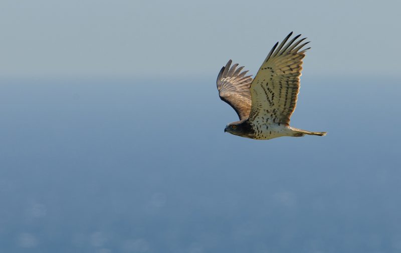 entrando en la peninsula Birding Doñana, Jaime Blasco