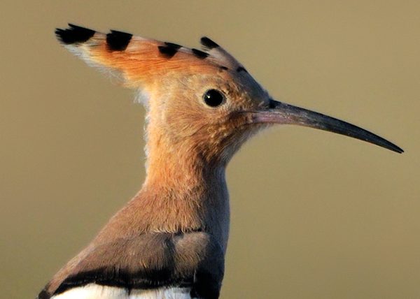 epoca de Birding Doñana, Jaime Blasco