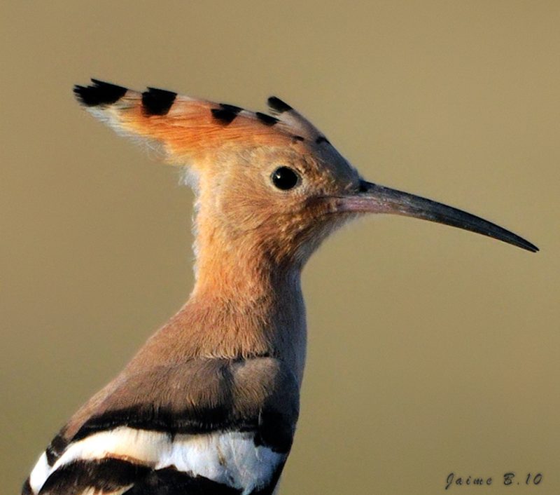 epoca de Birding Doñana, Jaime Blasco